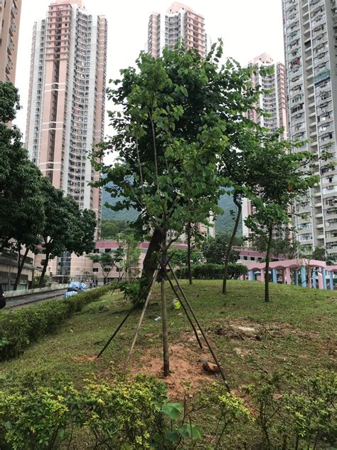 種植樹木|綠化